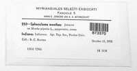Elsinoe menthae image